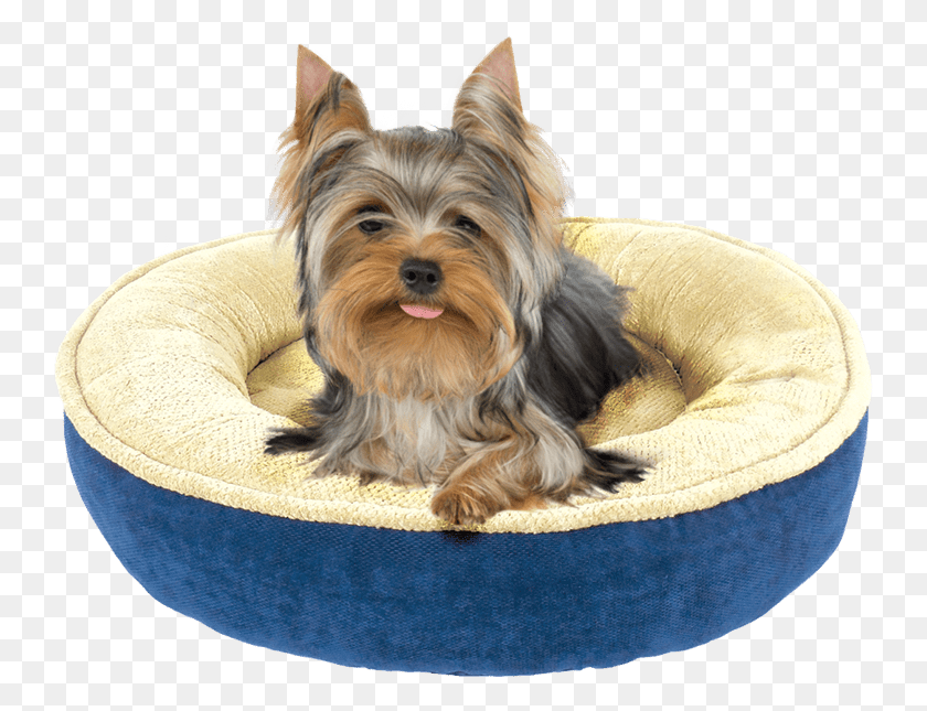 743x585 Maggie Donut Yorkshire Con La Lengua Fuera, Dog, Pet, Canine HD PNG Download