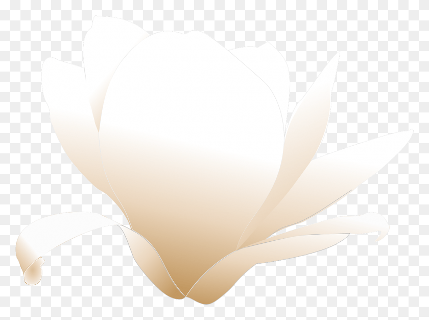 1280x930 Magnolia Clip Art, Plant, Petal, Flower HD PNG Download