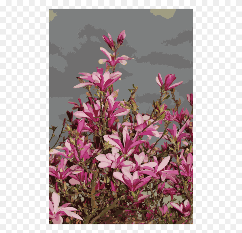 500x750 Магнолия Магнолия Дерево Магнолия Лилифлора, Растение, Цветок, Цветение Png Скачать