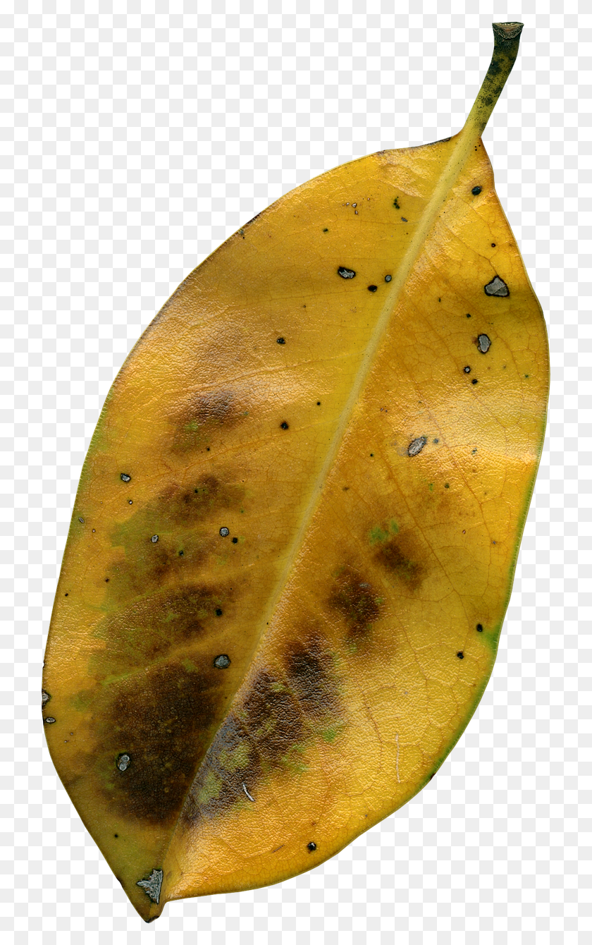 724x1280 Magnolia Leaf Fall Autumn Dried Image Daun Kering, Plant, Veins HD PNG Download