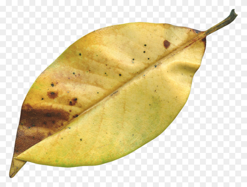 960x709 Magnolia Leaf Fall Autumn Season Nature Natural Transparent Dry Leaf, Banana, Fruit, Plant HD PNG Download