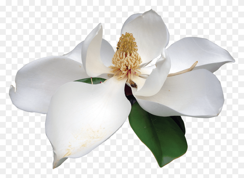 1164x826 Magnolia White Magnolia Transparent, Plant, Pollen, Flower HD PNG Download