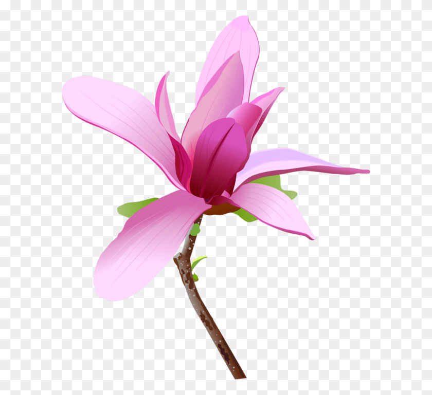 600x709 Магнолии Цветок Магнолия Деревья Векторная Графика, Растение, Лепесток, Цветение Png Скачать