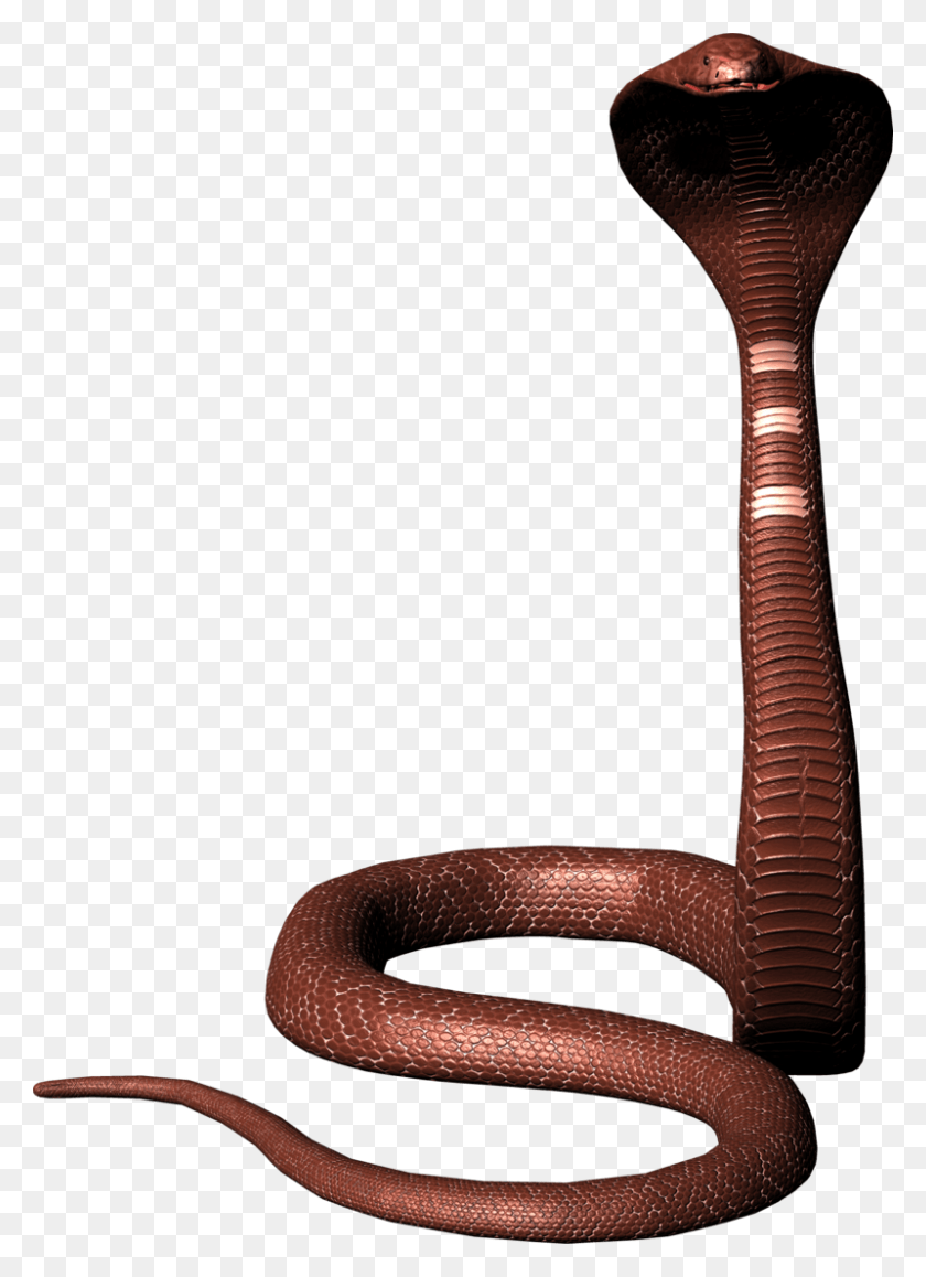 800x1127 Mahadev Snake, Reptile, Animal, Cobra HD PNG Download