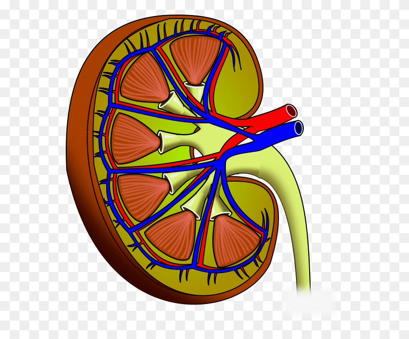570x638 Main Regions Of The Kidney, Graphics, Spoke HD PNG Download