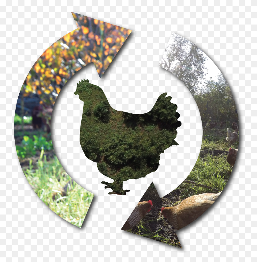 770x795 Main Street Project Chicken Cycles Tree Range Rooster, Text, Number, Symbol Descargar Hd Png