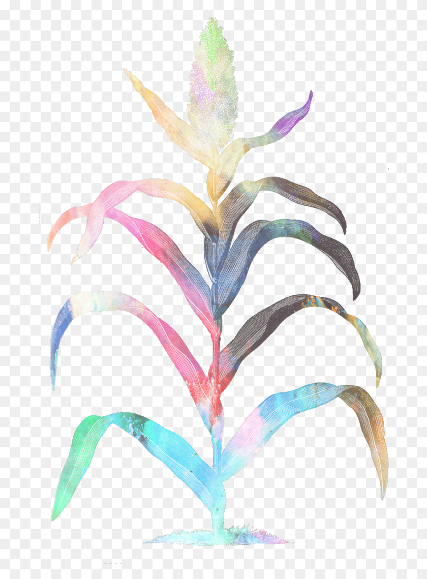992x1373 Иллюстрация Стикера Maiz Maiz Бромелия, Растение, Acanthaceae, Цветок Png Скачать