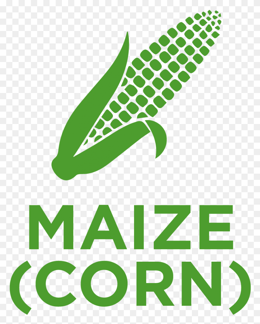 894x1129 Maize Also Known As Corn Belongs To The Poaceae Ramaiah University Of Applied Sciences Logo, Poster, Advertisement, Crocodile HD PNG Download