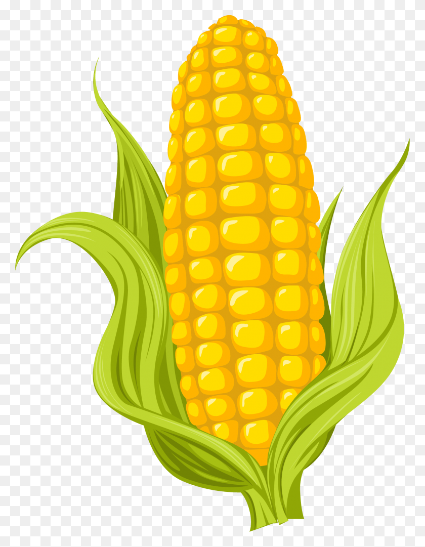 1501x1966 Maize Drawing Photography Corn Drawing, Plant, Pineapple, Fruit HD PNG Download