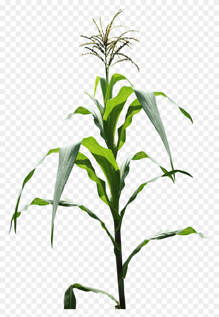 865x1277 Кукурузное Поле Кукурузное Поле Изображение Поле Кукурузное Растение, Цветок, Цветение, Acanthaceae Hd Png Скачать