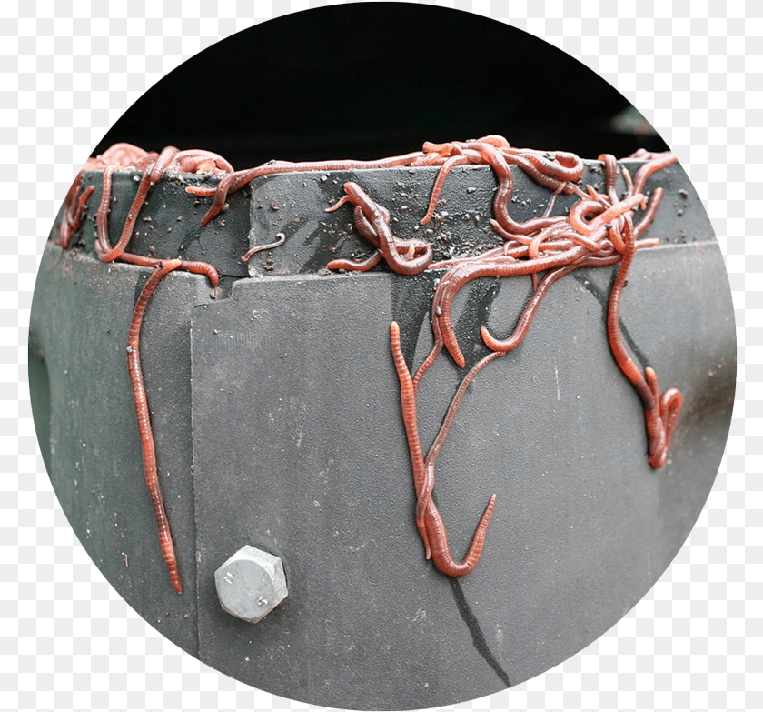 Make Compost Bin At Home, Animal, Invertebrate, Worm Sticker PNG