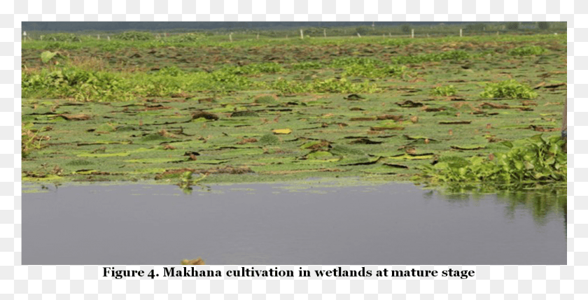 1276x605 Makhana Cultivation In Wetlands At Mature Stage Freshwater Marsh, Land, Outdoors, Nature HD PNG Download