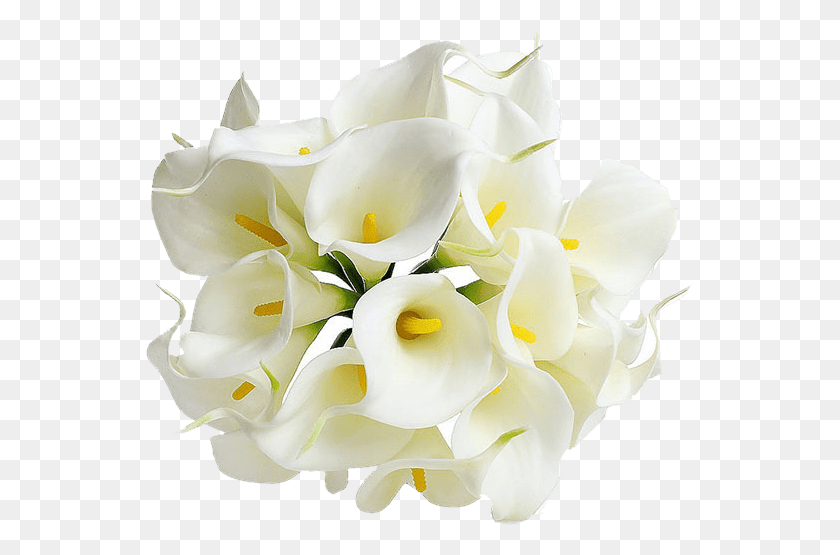 550x495 Мала Тарелка Цветок Лилии Прозрачный Фон, Растение, Цветок, Цветение Hd Png Скачать