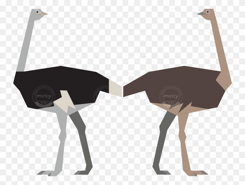 750x573 Male And Female Ostrich Ostrich Illustration, Animal, Bird, Mammal HD PNG Download