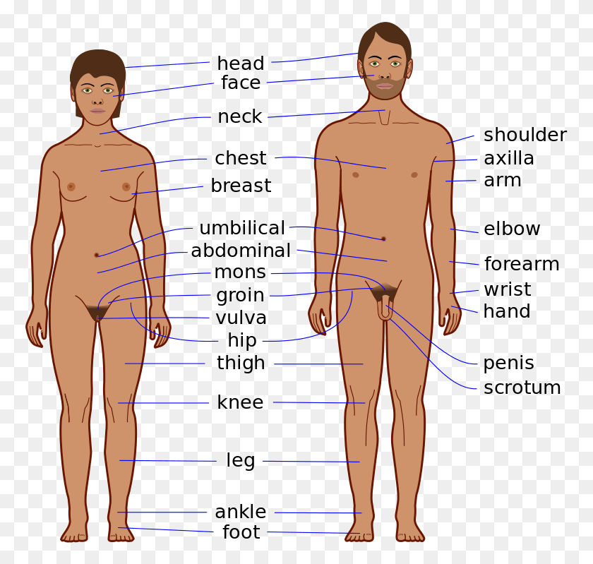 769x739 Male Body Diagram Features Of The Body, Person, Human, Plot HD PNG Download