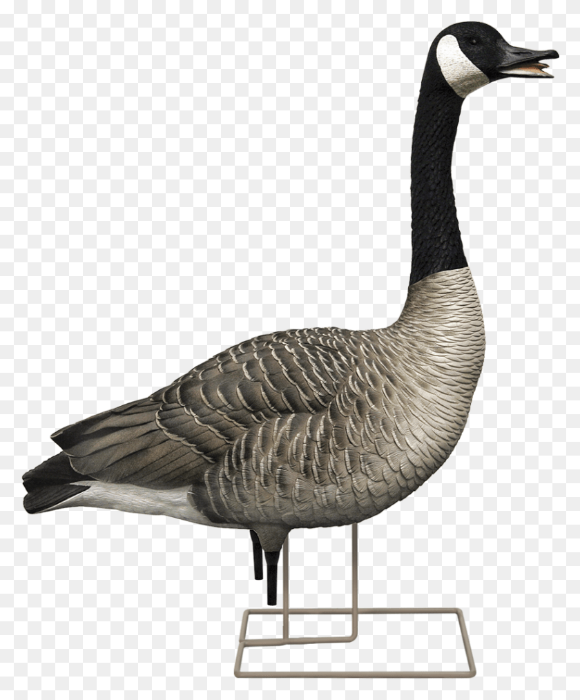 823x1007 Male Caller Avian X Flocked Geese, Bird, Animal, Goose HD PNG Download