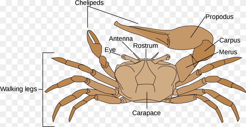 1970x1015 Male Fiddler Crab Diagram, Food, Seafood, Animal, Invertebrate PNG