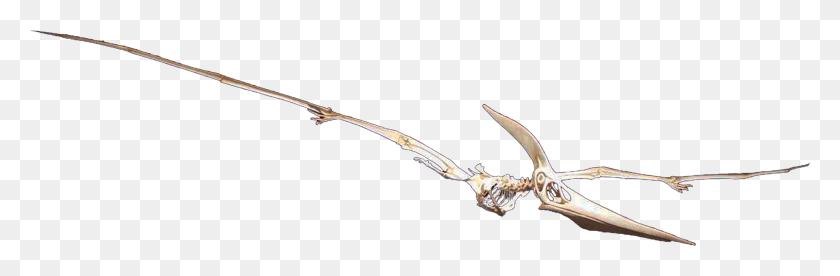 1920x534 Male Pteranodon Longiceps In Flight Dagger, Bow, Animal, Skeleton HD PNG Download