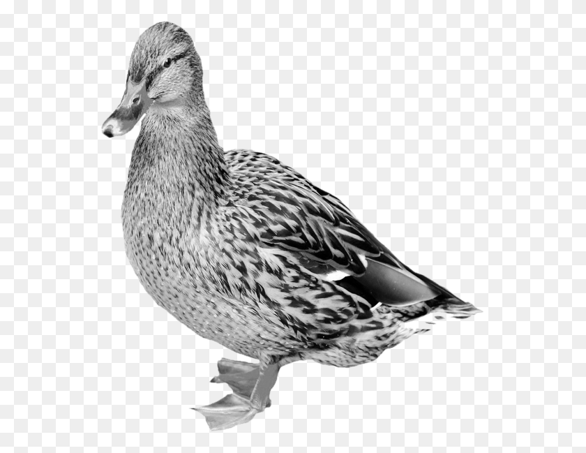 549x589 Mallard Free Duck Beak Vs Goose Beak, Bird, Animal, Waterfowl HD PNG Download