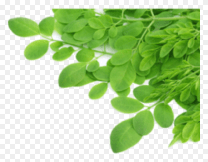 778x592 Листья Malunggay Витамины Моринга, Растение, Лист, Зеленый Hd Png Скачать