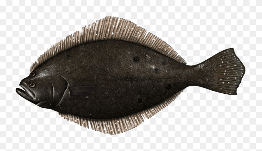 800x436 Mamfc Approves Cut To Summer Flounder Quota Summer Flounder, Halibut, Sea Life, Fish HD PNG Download