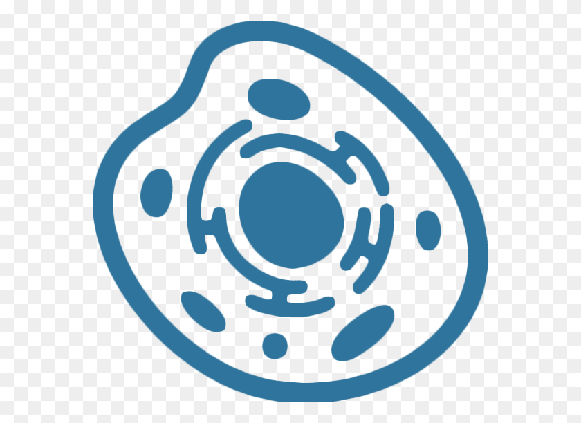 571x552 Mammalian Cell Experiments Transparent Human Cell Icon, Symbol, Logo, Trademark HD PNG Download