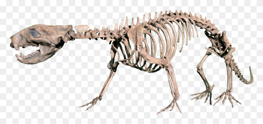 3526x1528 Mamíferos Del Mesozoico Demonio De Tasmania Esqueleto, Dinosaurio, Reptil, Animal Hd Png