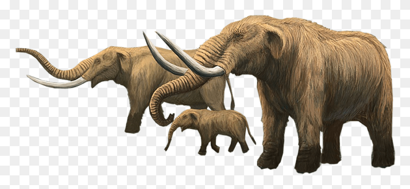 972x409 Descargar Png Mammoth Clipart Mastodon Mastodonte Comparado Con Elefante, La Vida Silvestre, Mamífero, Animal Hd Png