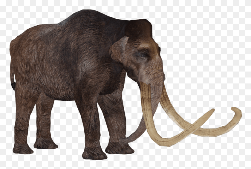 922x600 Мамонт Индийский Слон, Дикая Природа, Млекопитающее, Животное Hd Png Скачать