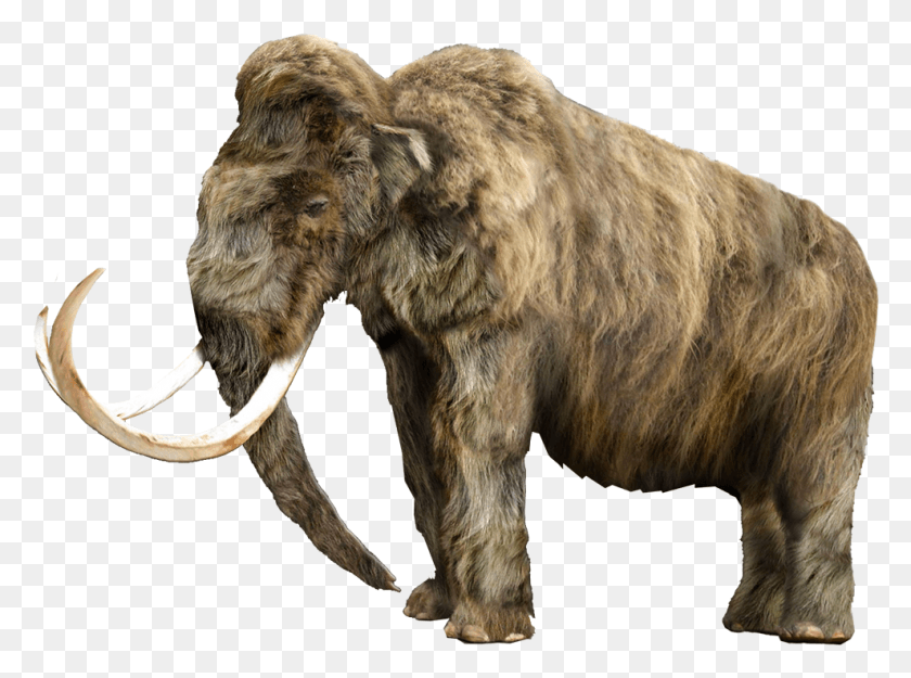 989x717 Mammoth Vector Tusk Hypercarnivore, Lion, Wildlife, Mammal HD PNG Download