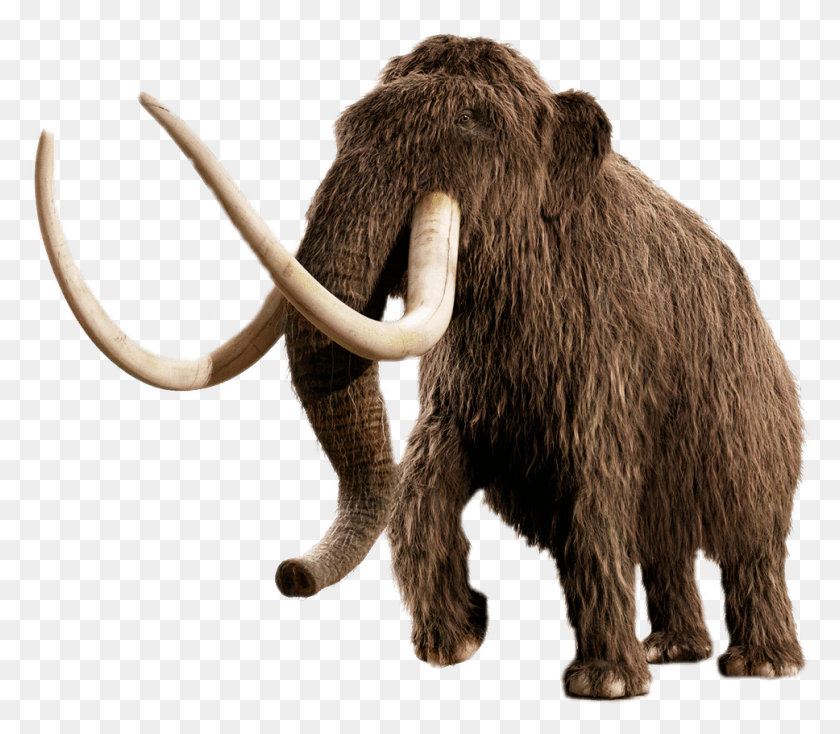 968x837 Mammoth Woolly Mammoth No Background, Mammal, Animal, Ivory HD PNG Download
