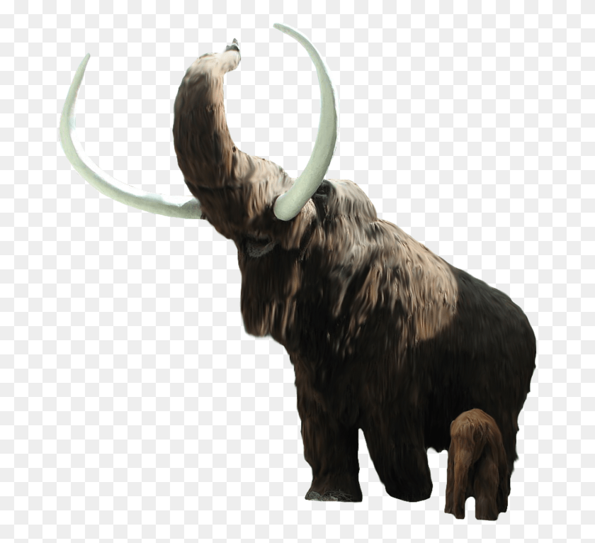 677x706 Mammoth Working Animal, Cattle, Mammal, Longhorn HD PNG Download