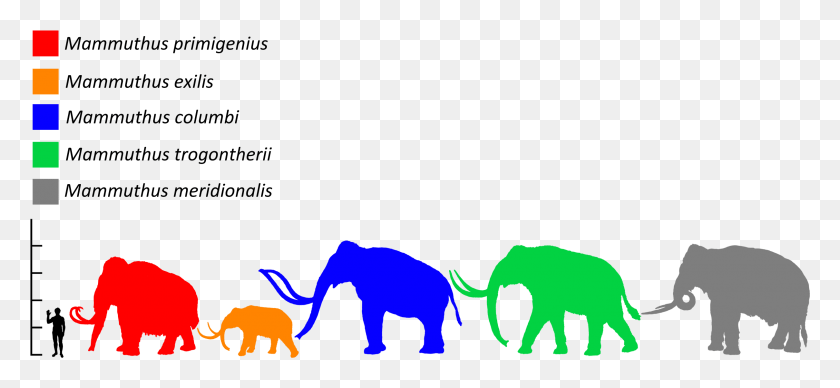 2420x1018 Mammuthus Size Comparison Steppe Mammoth Size Comparison, Mammal, Animal, Elephant HD PNG Download
