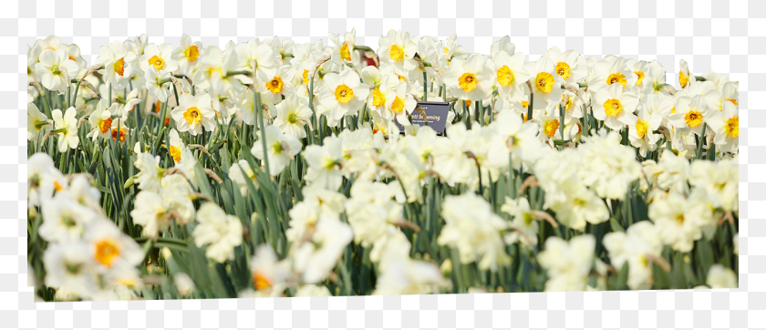 1280x497 Mamonde Flower, Plant, Blossom, Daffodil HD PNG Download