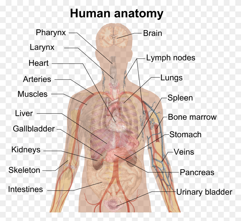 2915x2663 Descargar Png El Hombre Sombra Anatomía Hígado Significado En Telugu, Persona, Humano, Torso Hd Png