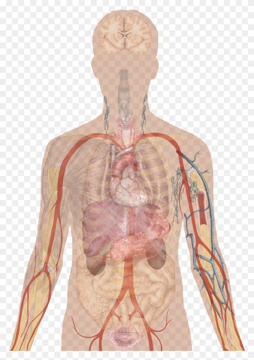 1283x1854 Man Shadow With Organs Human Body Organs Unlabeled Diagram, Torso, Person, Human HD PNG Download