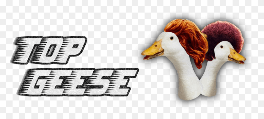 1366x559 Man With Red Beard, Bird, Animal, Duck HD PNG Download