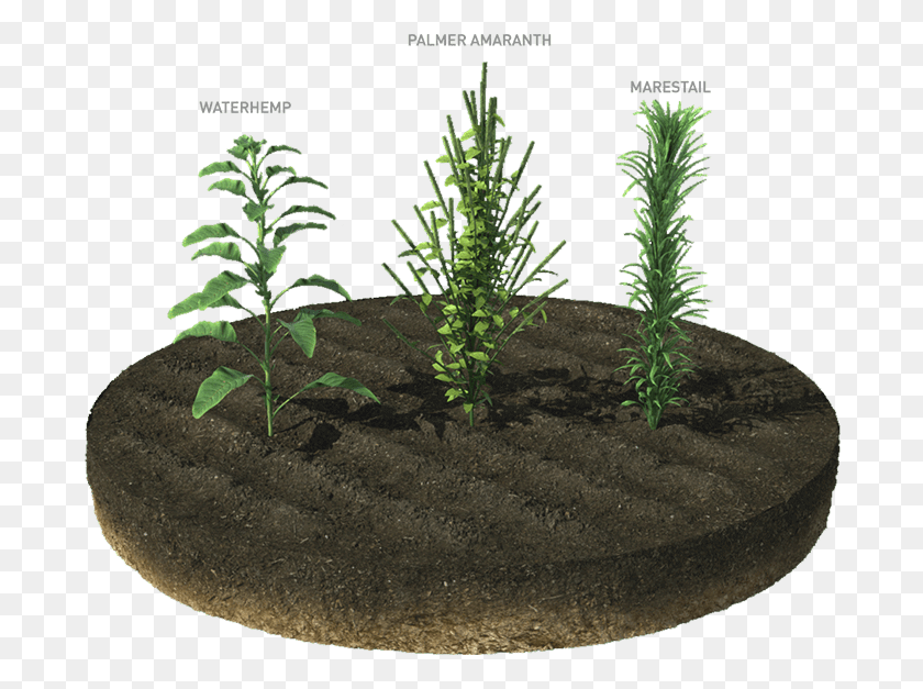 690x567 Manage Tough To Control Weeds Houseplant, Plant, Water, Tree HD PNG Download