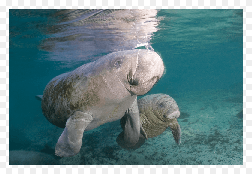 2001x1336 Manatee Mother Amp Child Canvas Print Dugong, Mammal, Animal, Elephant HD PNG Download
