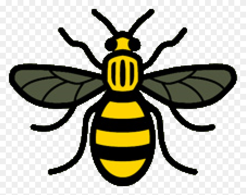 Manchester Bee Worker Bee Fly Honey Bee Image Manchester Bee, Wasp, Insect