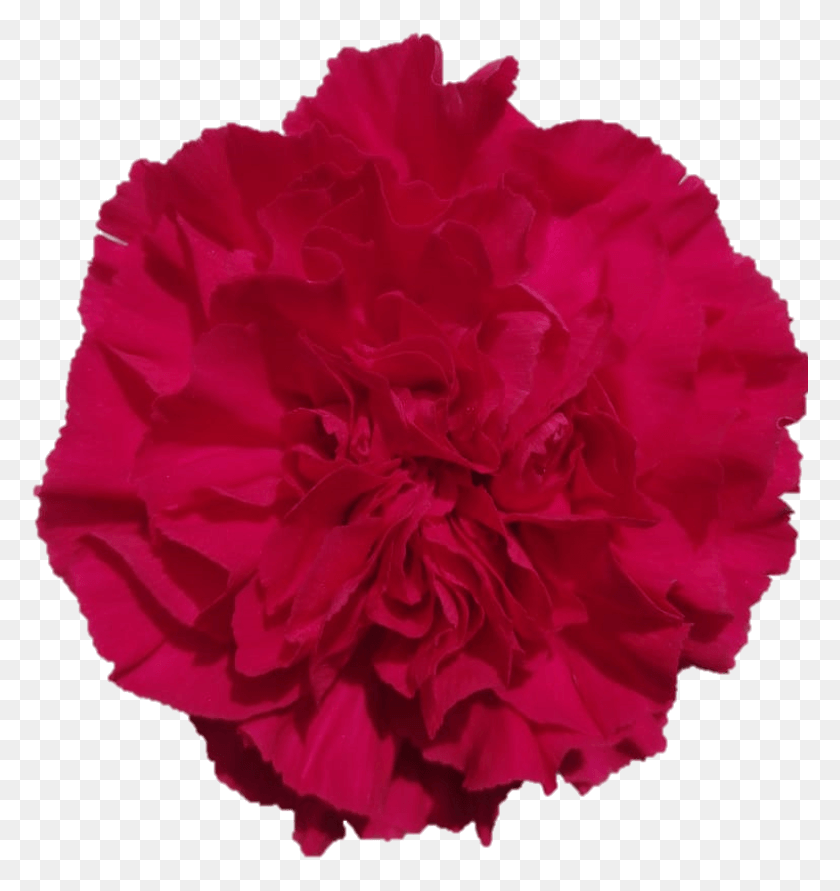 777x831 Mandalay Carnation Carnation, Rose, Flower, Plant HD PNG Download