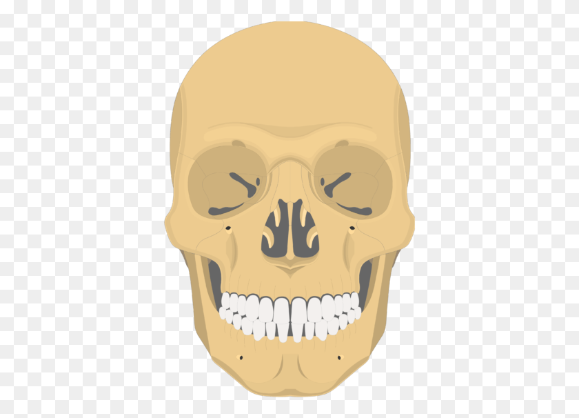 366x546 Mandible Bone Anterior View Optic Canal Of Sphenoid Bone, Jaw, Head, Teeth HD PNG Download