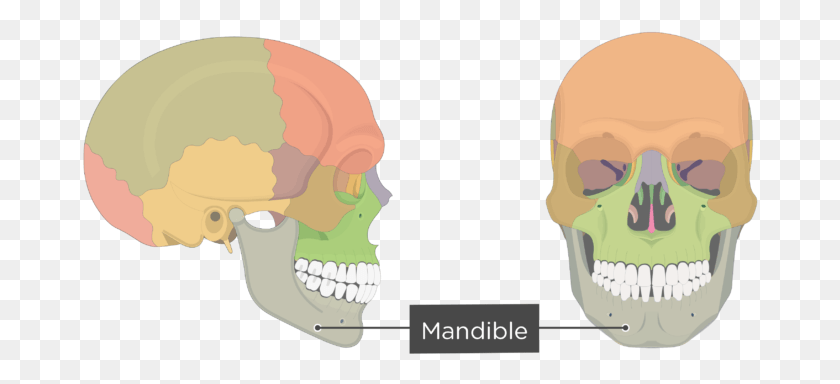 676x324 Mandible Bone Overview Colored Skull Bone Markings, Jaw, Head, Helmet HD PNG Download