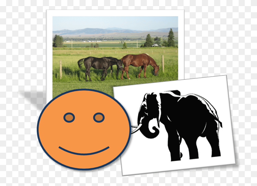 740x549 Mane, Nature, Outdoors, Horse HD PNG Download