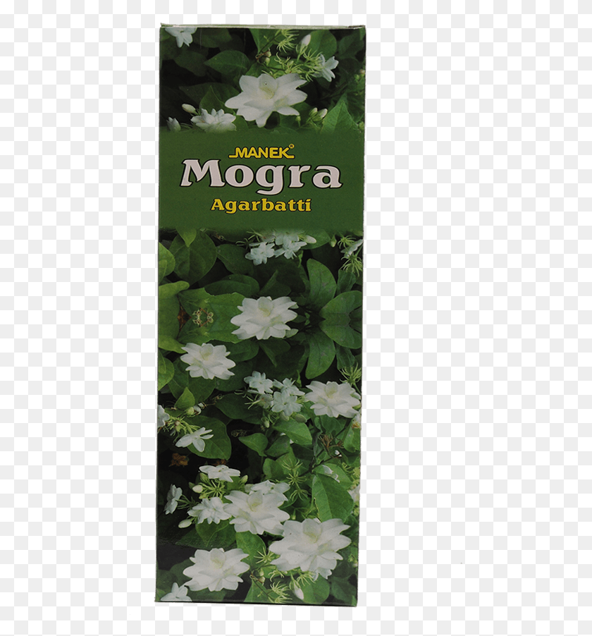 473x842 Manek Agarbatti Manufacturers Gardenia, Plant, Leaf, Flower HD PNG Download