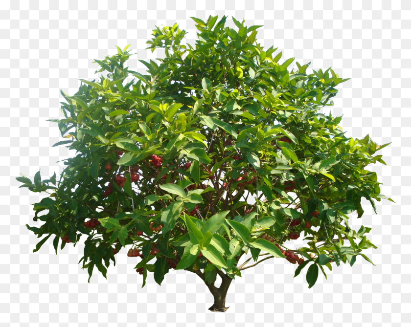 1345x1051 Mango Tree Rose Apple Tree, Plant, Bush, Vegetation HD PNG Download