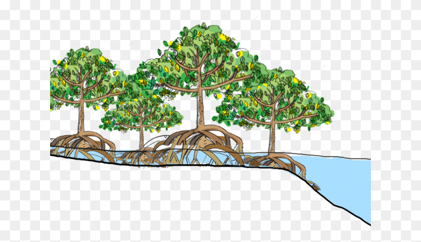 641x423 Mangrove Clipart Swamp Mangrove, Plant, Tree, Potted Plant HD PNG Download