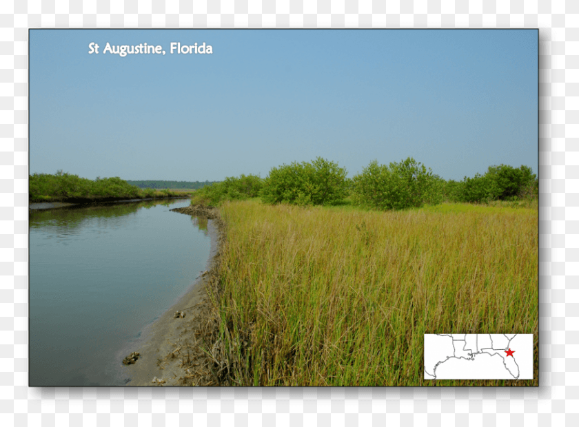 817x587 Mangrove Expansion In Response To Climate Change Freshwater Marsh, Nature, Ditch, Outdoors HD PNG Download