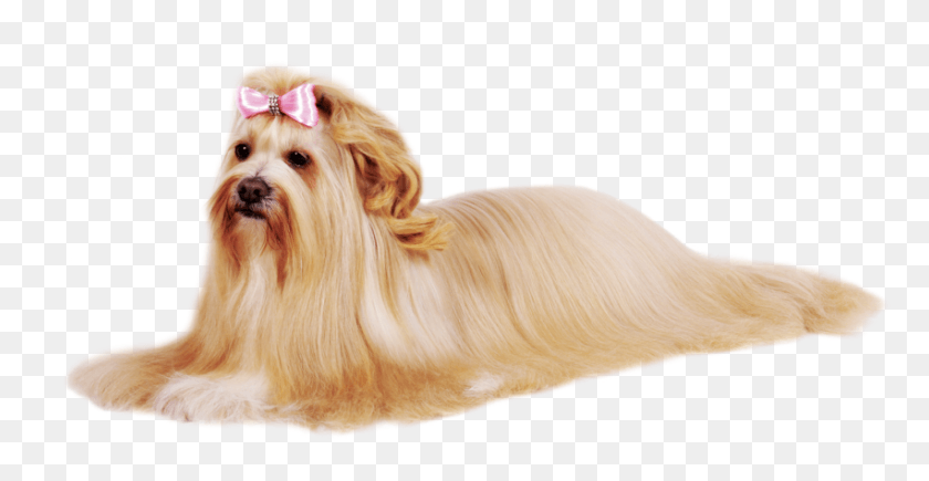 851x410 Manter Seu Cachorro Limpo E Cheiroso Tambm Importante Cachorro, Dog, Pet, Canine HD PNG Download