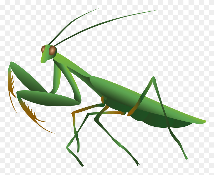 3457x2785 Mantis, Invertebrate, Animal, Insect HD PNG Download